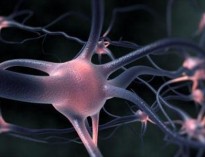 کشف نورون‌های پیش بینی کننده مغز