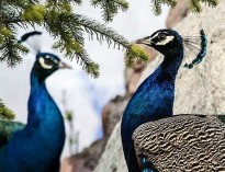 باغ پرندگان تهران یا بنگاه قاچاق حیات وحش؟