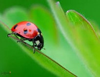 حشرات، ضامن حیات در کره زمین!