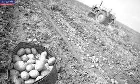 وزیر اگر غصه کشاورزان را داشت نباید هزاران تن سیب‌زمینی دفن می‌شد