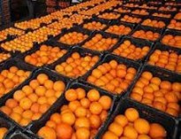 نارنگی پاکستانی در سبد میوه‌های ایرانی