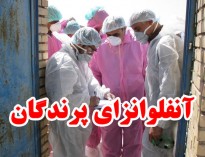کردستان از آنفلوانزا فوق حاد پاک است