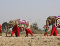 فیل پوشی در هند!
