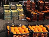 کاهش عرضه پرتقال‌های یخ‌زده