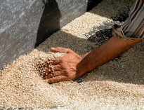 انبارهای گندم در دولت گذشته خالی بود+سند