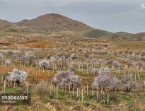 طبیعت زیبای بهاری در ارومیه