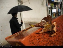 عکس/ بارش اولین باران پاییزی در ساری