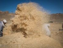 خودکفایی گندم در معرض تهدید/ سطح زیر کشت ۴۰ درصد کاهش یافت
