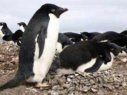 کشف ۱٬۵۰۰٬۰۰۰ پنگوئن که دور از چشم انسان در جنوبگان زندگی می‌کنند