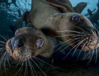 عکس | شیرهای دریایی کنجکاو در عکس روز نشنال جئوگرافیک