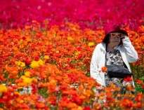 تصاویر | باغ گل کارلس‌بد در کالیفرنیا