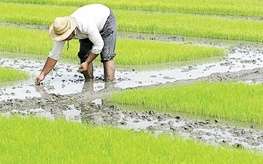 «برنج» از قاموس کشاورزی فارس پاک می شود