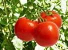 رکورد شکنی دوباره گوجه فرنگی در بازار