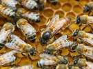 ایران در میان سه کشور برتر تولید محصولات زنبور عسل