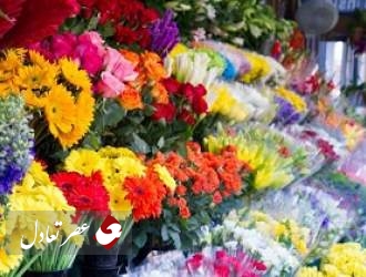 رئیس اتحادیه فروشندگان گل و گیاه : صادراتی برای گل وجود ندارد