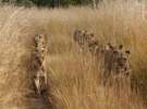 رژه شیرها در آفریقا