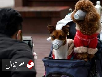 اولین مورد ابتلای سگ به کرونا در هنگ کنگ