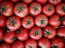 گزارش فائو از کاهش بی سابقه قیمت مواد غذایی