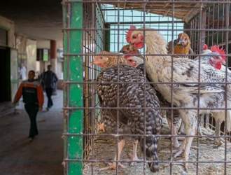 مصرف پای مرغ در مصر