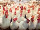 مرغ مازاد تولیدکنندگان صنعت طیور را خریداری و از صادرات حمایت می کنیم