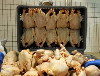 ایجاد بازار دایمی صادرات مرغ