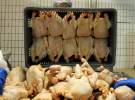 ایجاد بازار دایمی صادرات مرغ